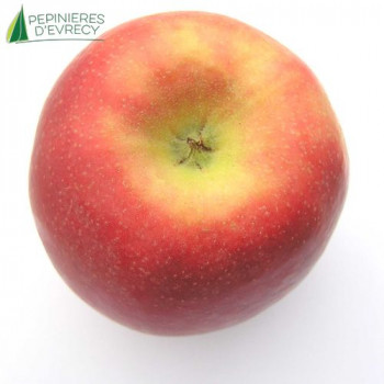 POMMIER Jonagold (malus domestica)