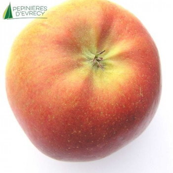 POMMIER Melrose (malus domestica)