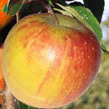 POMMIER Rubinette (malus domestica)