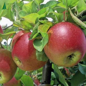 POMMIER nain Galina (malus domestica)