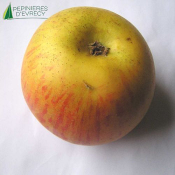 POMMIER Reine des reinettes (malus domestica)