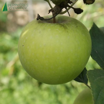 POMMIER Reinette du mans (malus domestica)