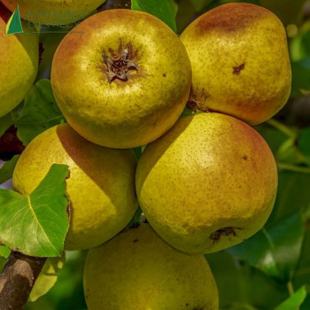 POMMIER Reinette clochard (malus domestica)