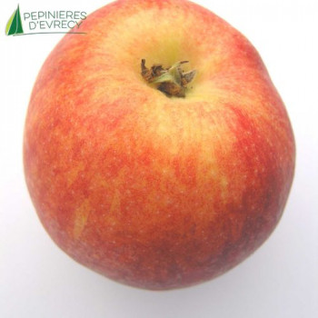 POMMIER Royal gala (malus domestica)