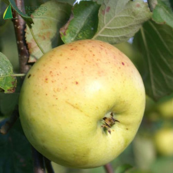 POMMIER Trans. de croncels (malus domestica)