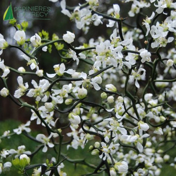 PONCIRUS trifoliata Flying Dragon