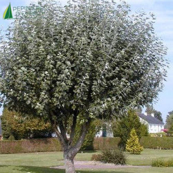 POPULUS alba Nivea Tige 12/14 Conteneur 