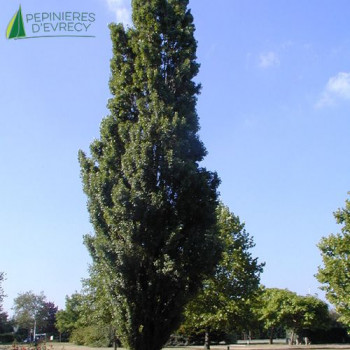 POPULUS nigra Italica