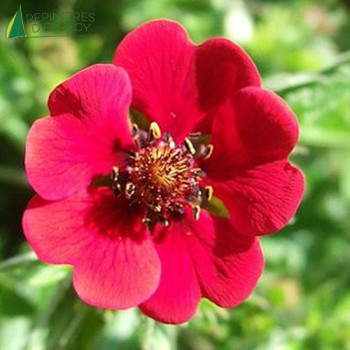 POTENTILLA atrosanguinea
