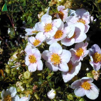 POTENTILLA fruticosa Pretty polly