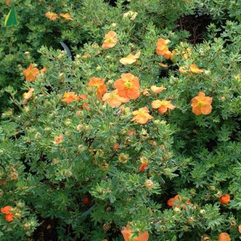 POTENTILLA fruticosa Red joker 30/35 Cont.3/4 L 
