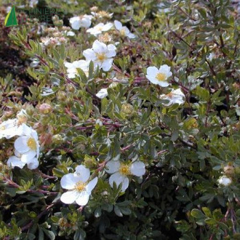 POTENTILLA fruticosa Abbotswood  Cont.2/2.5 L 