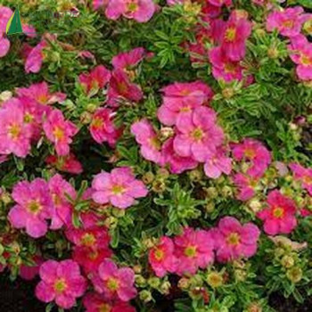 POTENTILLA fruticosa Bellissima 20/30 Cont.3/4 L 