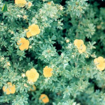 POTENTILLA fruticosa Goldfinger