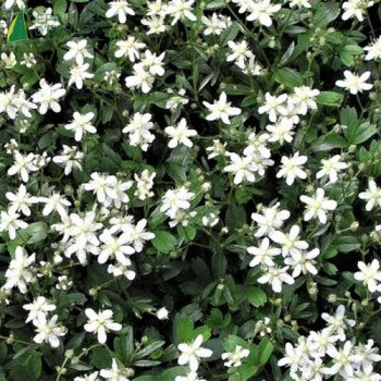 POTENTILLA tridentata Nuuk  Cont.3/4 L 