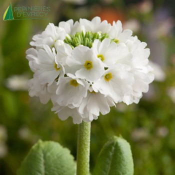 PRIMULA denticulata Alba