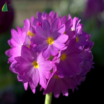 PRIMULA denticula Rubin  Godet 8/9 