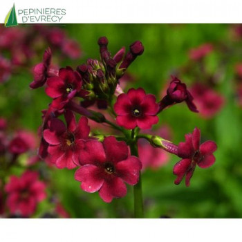 PRIMULA japonic Millers crimson  Cont.3/4 L 