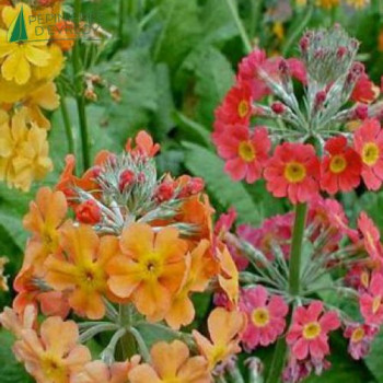 PRIMULA bullesiana  Godet 8/9 