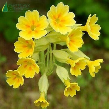 PRIMULA veris  Godet 8/9 