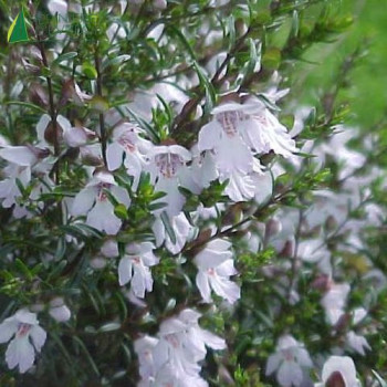 PROSTANTHERA poorinda Ballerina