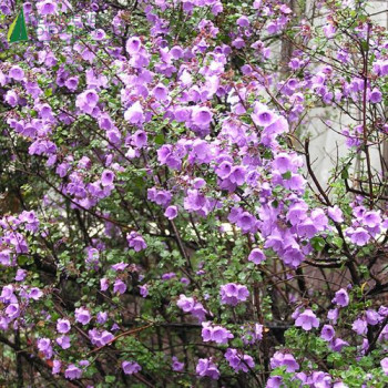 PROSTANTHERA rotundifolia