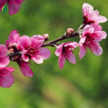 PRUNUS amygdalopersica Spring glow 100/125 Cont.15/20 L 