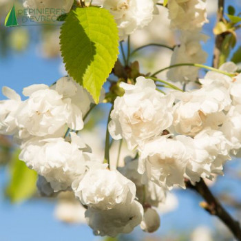 PRUNUS avium Plena Tige 08/10 Rac. Nues 
