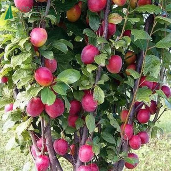 PRUNIER colonnaire Imperial (prunus domestica)
