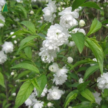 PRUNUS glandulosa Alboplena