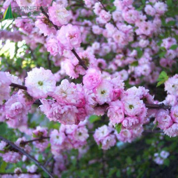 PRUNUS glandulosa Sinensis