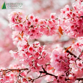 Prunus incisa Paean