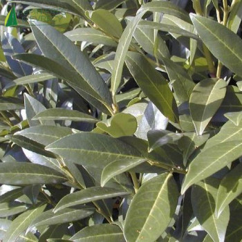 PRUNUS laurocerasus Caucasica