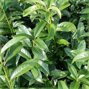 PRUNUS laurocerasus Genolia