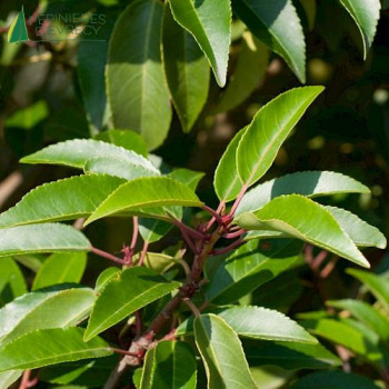 PRUNUS lusitanica Angustifolia
