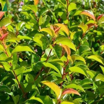 PRUNUS lusitanica Tico
