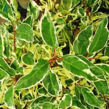 PRUNUS lusitanica Variegata