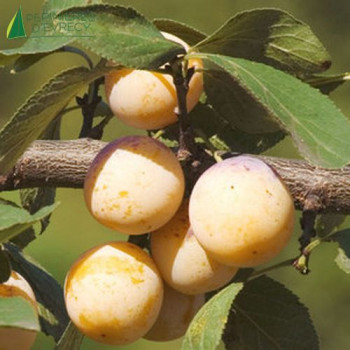PRUNIER Mirabelle de nancy (prunus domestica)