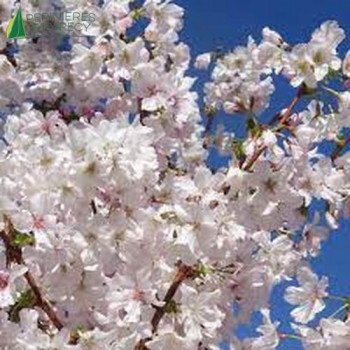 PRUNUS nipponica Brilliant
