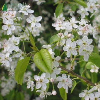 PRUNUS mahaleb