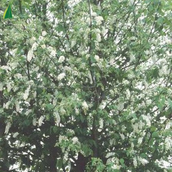 PRUNUS padus