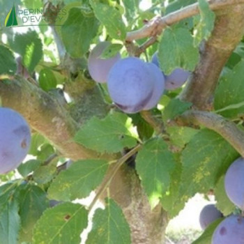 PRUNIER Quetsche (prunus domestica)