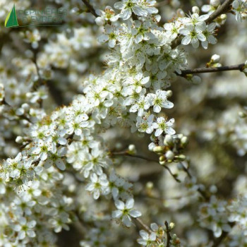 PRUNUS spinosa 60/80 Rac. Nues 