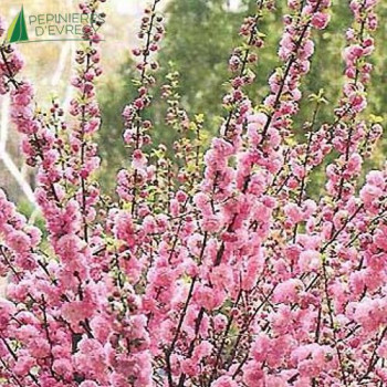 PRUNUS triloba 80/100 Cont.5/7.5 L 