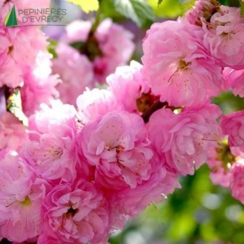 PRUNUS triloba Rosenmund
