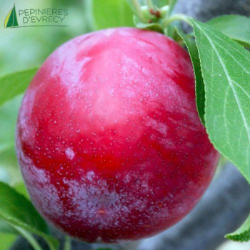 PRUNIER Victoria (prunus domestica)