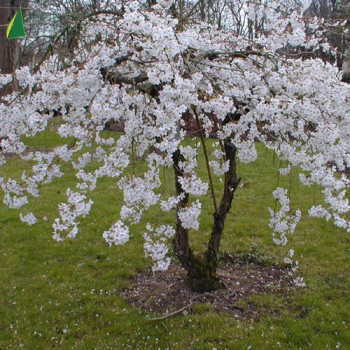 PRUNUS x yedoensis