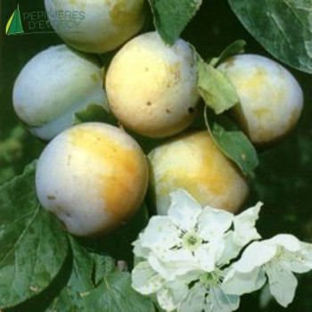 PRUNIER Reine claude de bavay (prunus domestica)