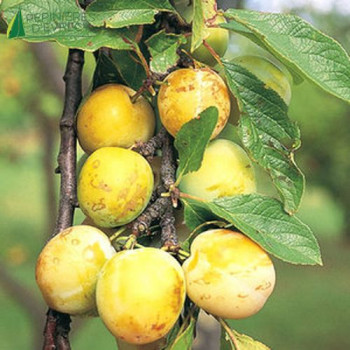 PRUNIER Reine claude doree (prunus domestica)
