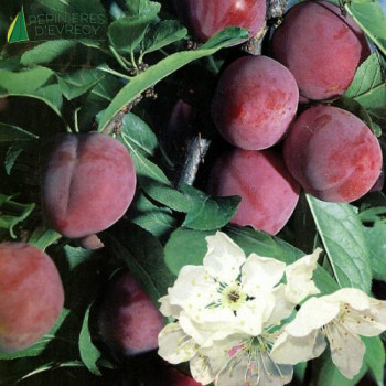 PRUNIER  Reine claude violette Demi Tige 08/10 Cont.15/20 L 